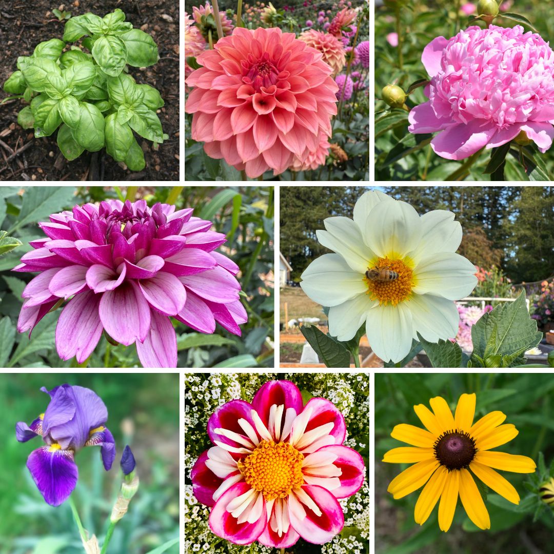 Live plants and Flowers for Gardeners