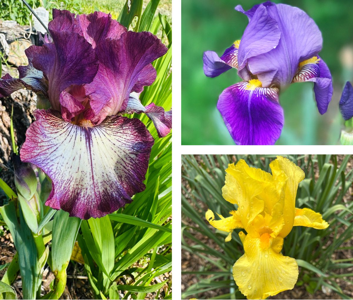 Iris Rhizomes