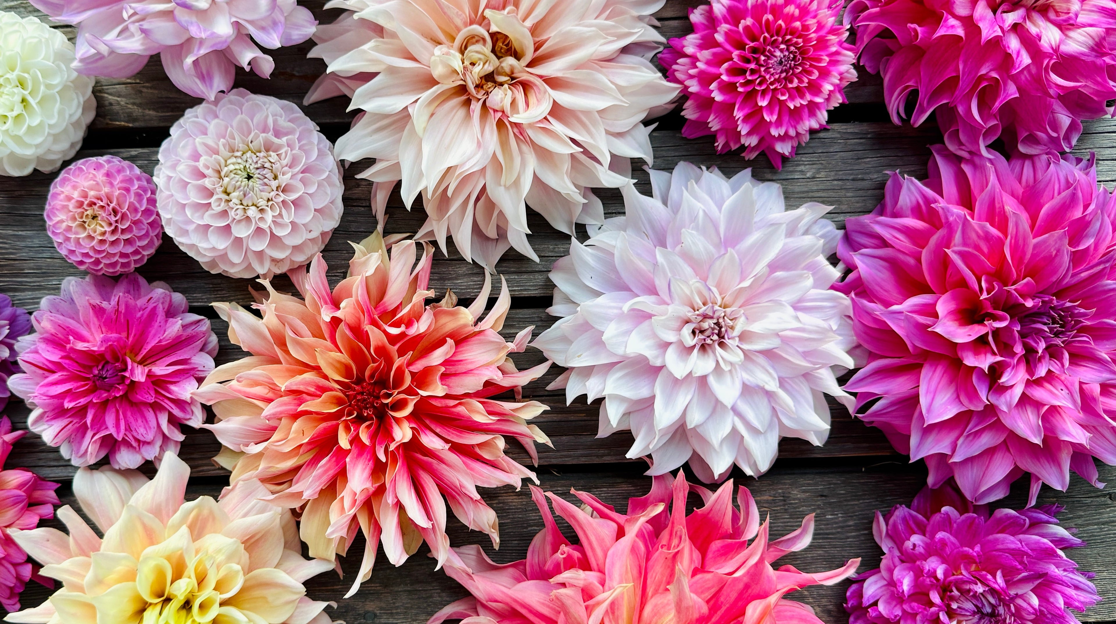 Dahlia Tubers
