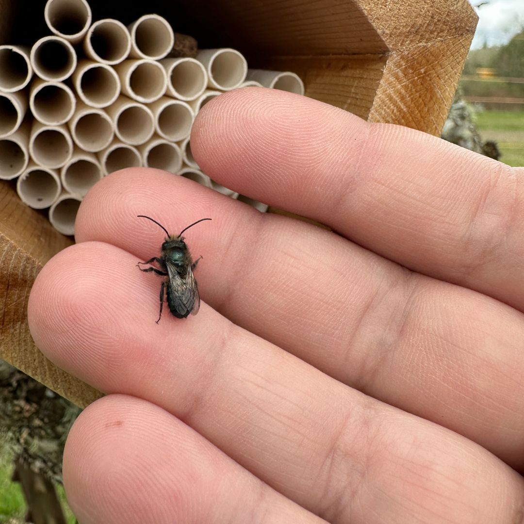 Bees for Your Backyard
