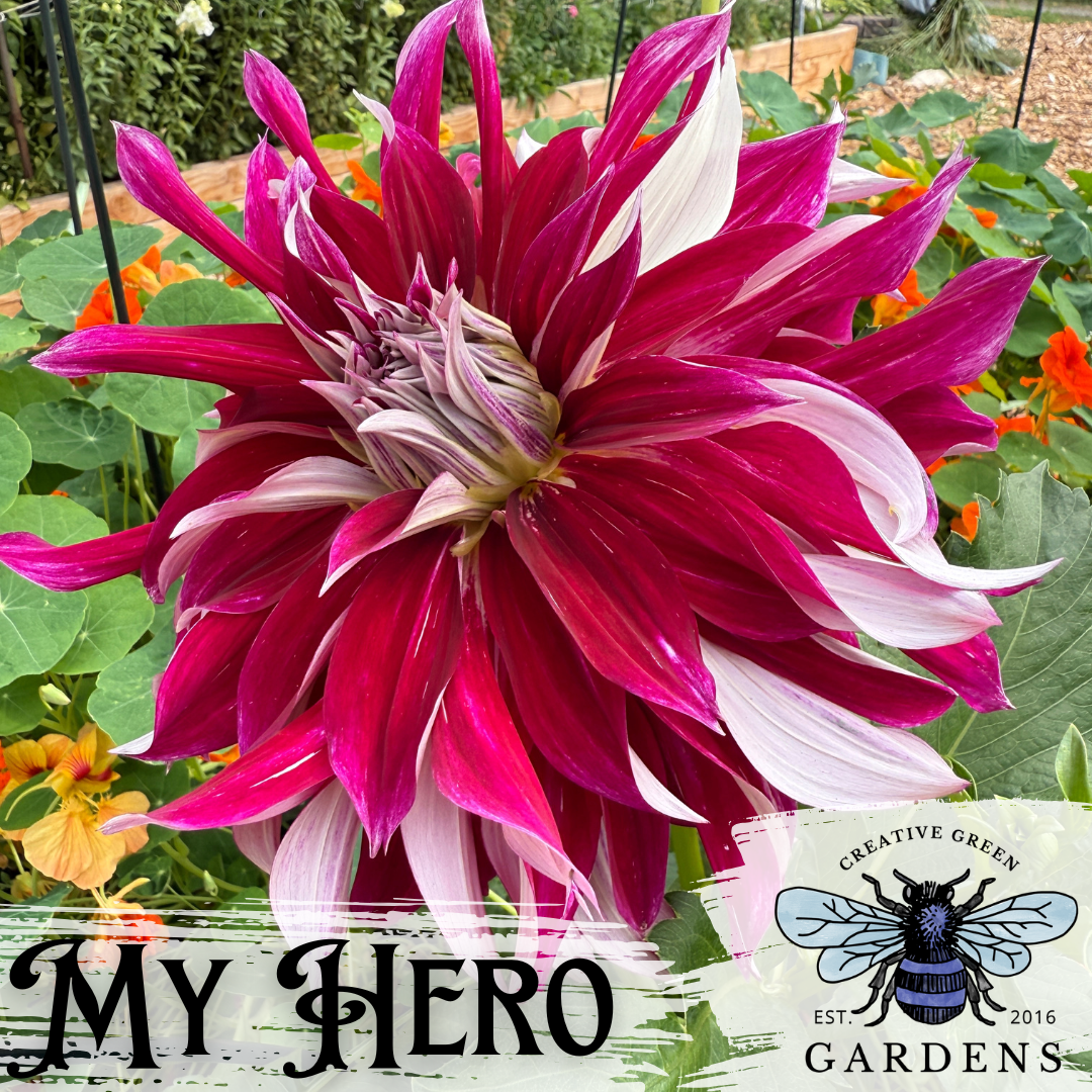 My Hero pinky red and white I formal decorative dahlia from creative green gardens, Poulsbo, WA