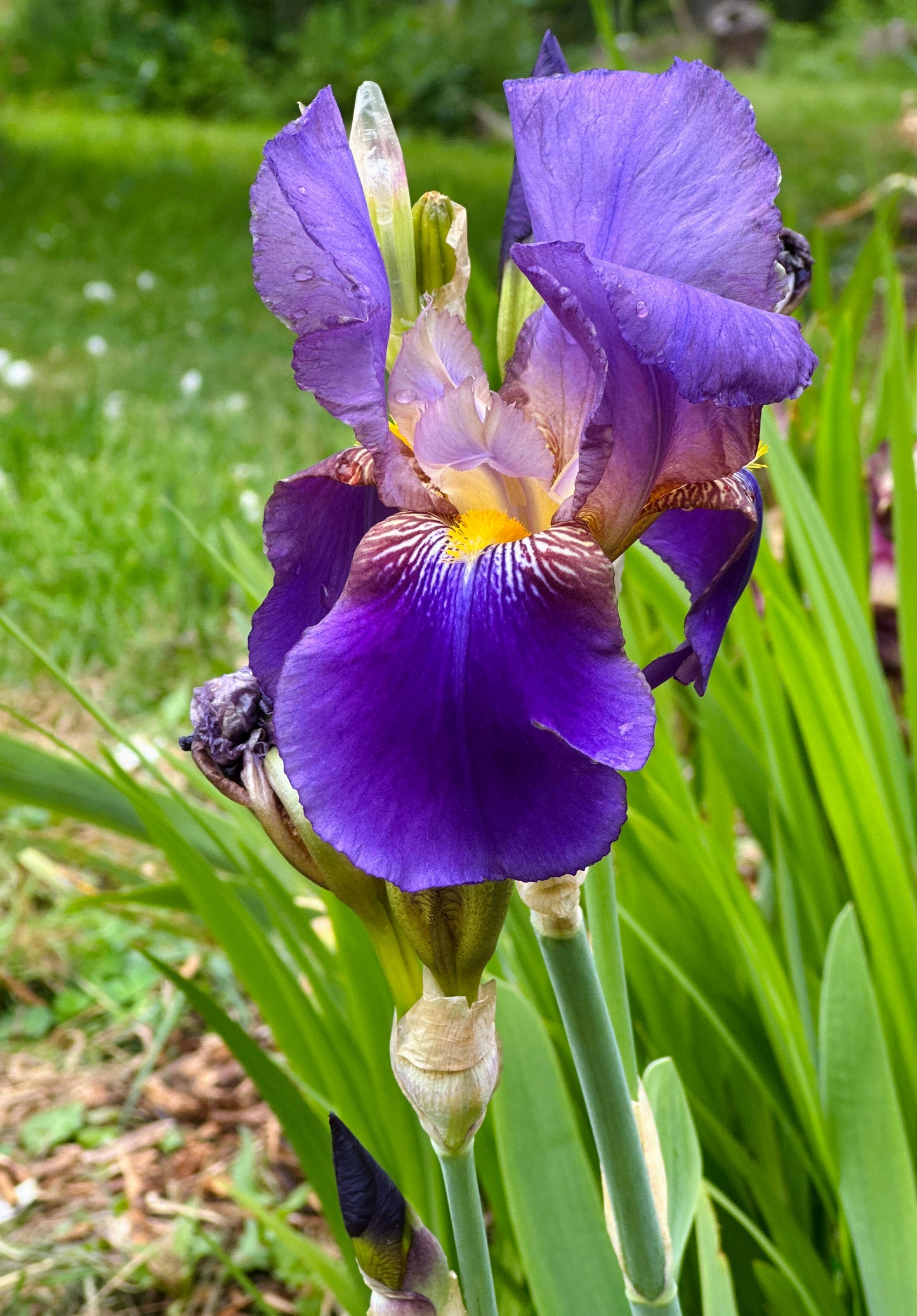 NOID Purple Tall Bearded Iris Rhizome