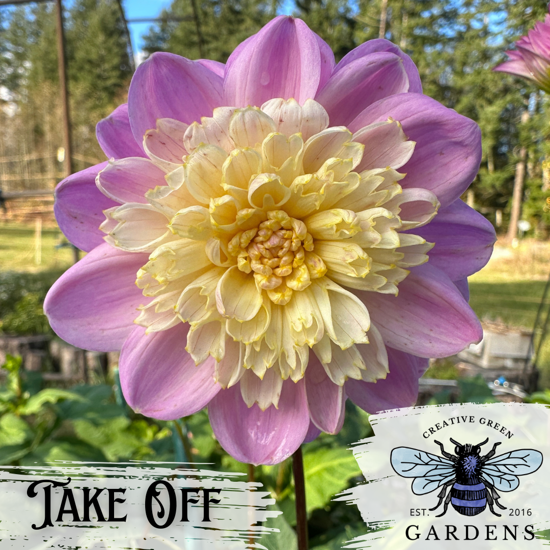 Take Off Dahlia Tuber