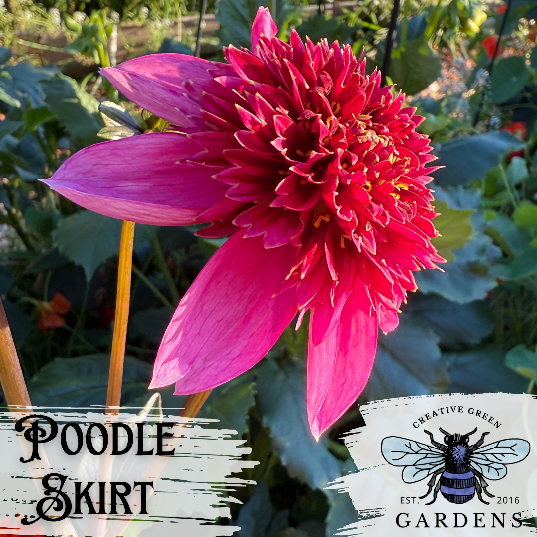 Poodle Skirt anemone dahlia from Creative Green Gardens