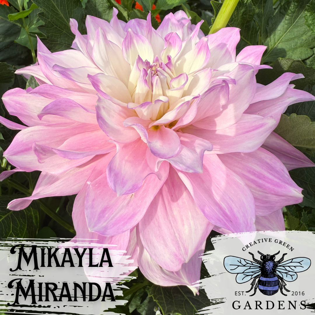 Mikayla Miranda informal decorative dahlia with purple accents on white petals from Creative Green Gardens
