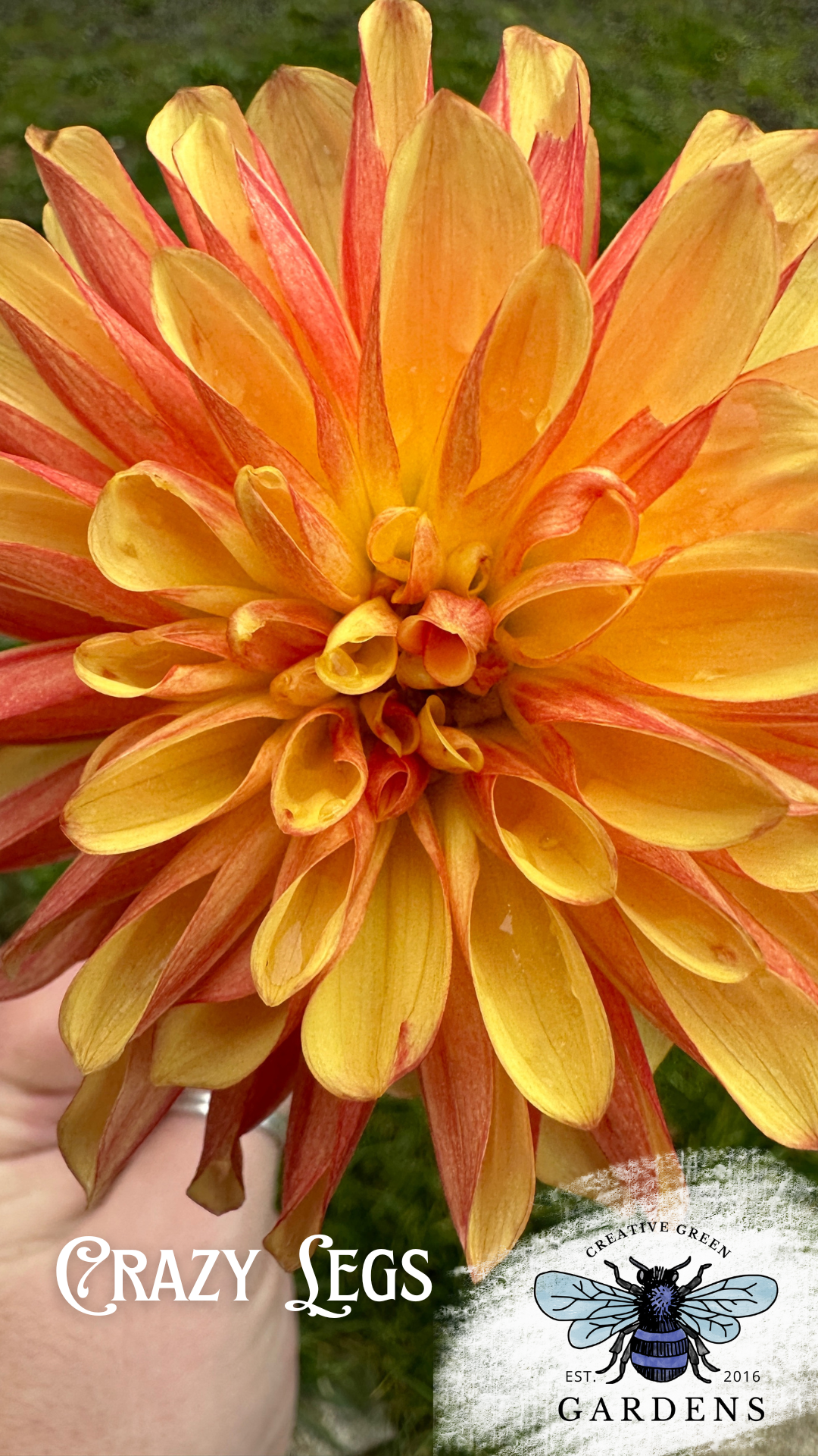 Crazy Legs dahlia blossom from Creative Green Gardens
