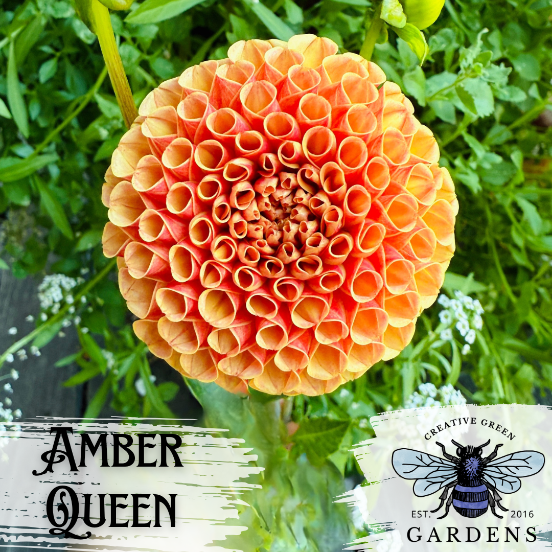Amber Queen Dahlia from Creative Green Gardens in Poulsbo, WA