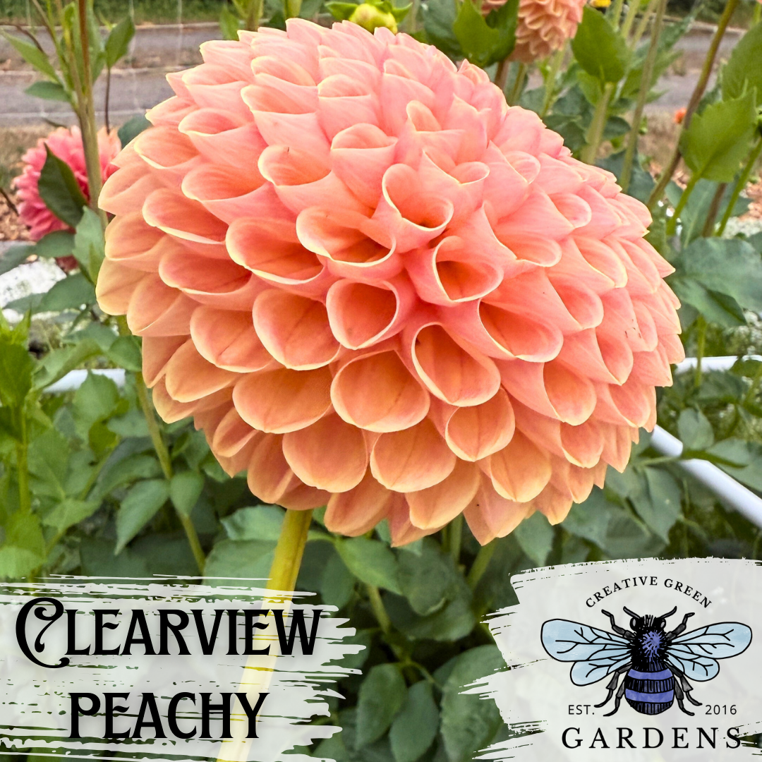 Side profile of Clearview Peachy ball dahlia from Creative Green Gardens