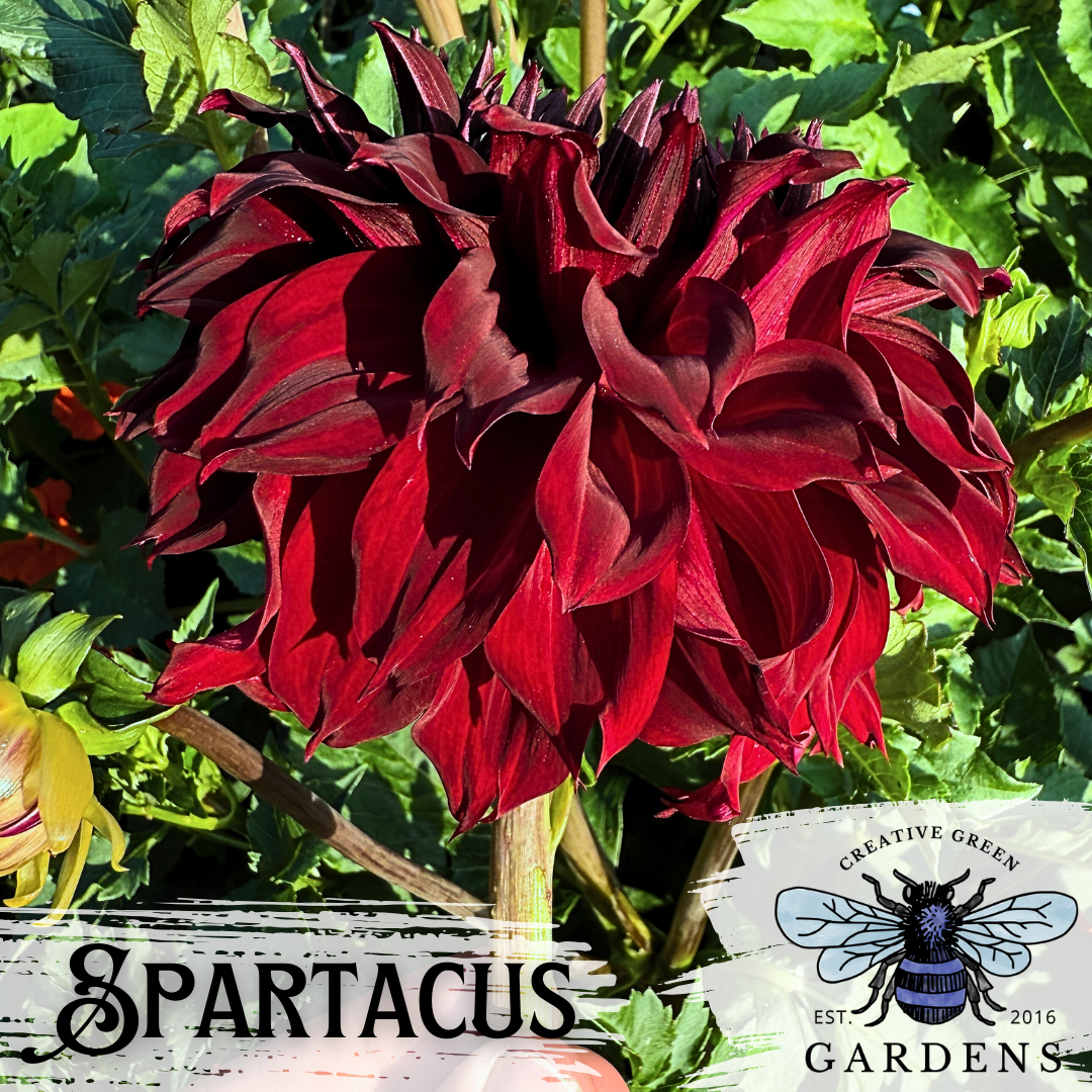 Spartacus dark red informal decorative dahlia from Creative Green Gardens