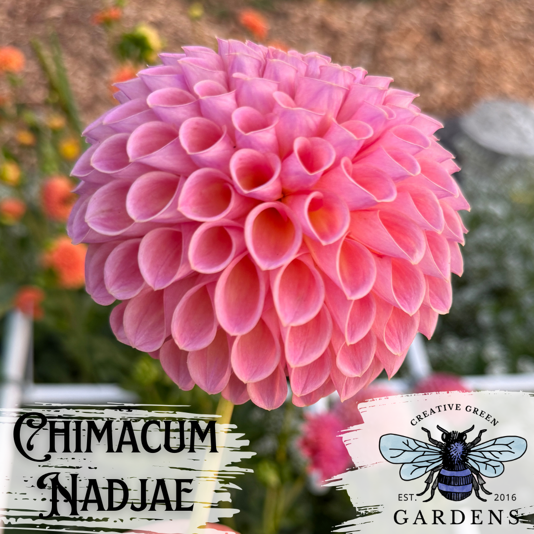 Side profile of Chimacum Nadjae pink ball dahlia from Creative Green Gardens