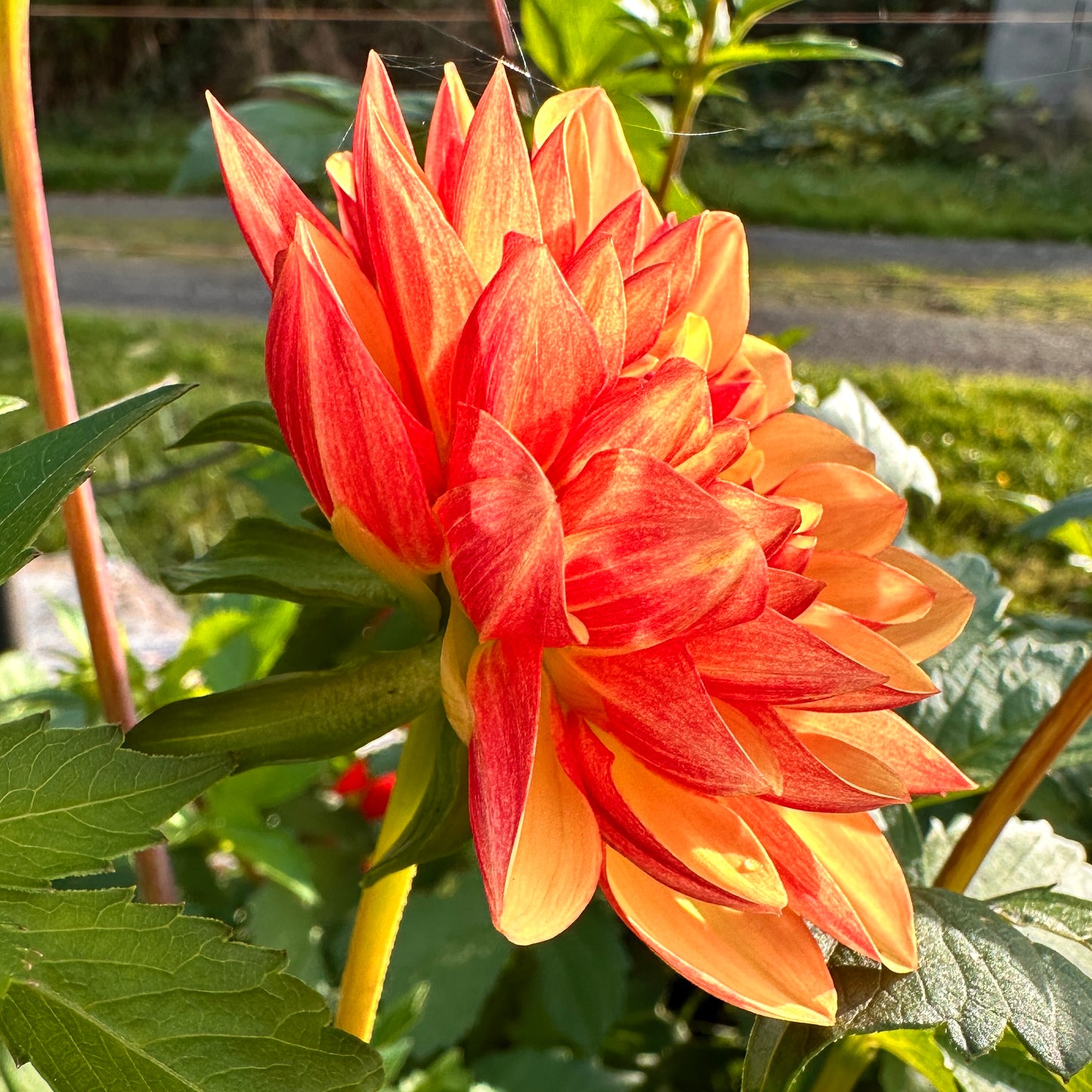 Side view of Crazy Legs dahlia blossom from Creative Green Gardens