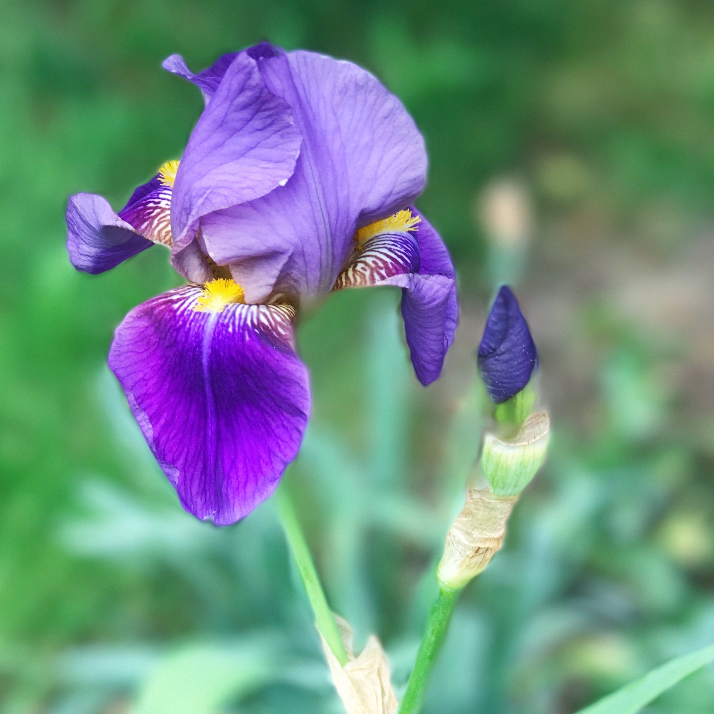 NOID Purple Tall Bearded Iris Rhizome