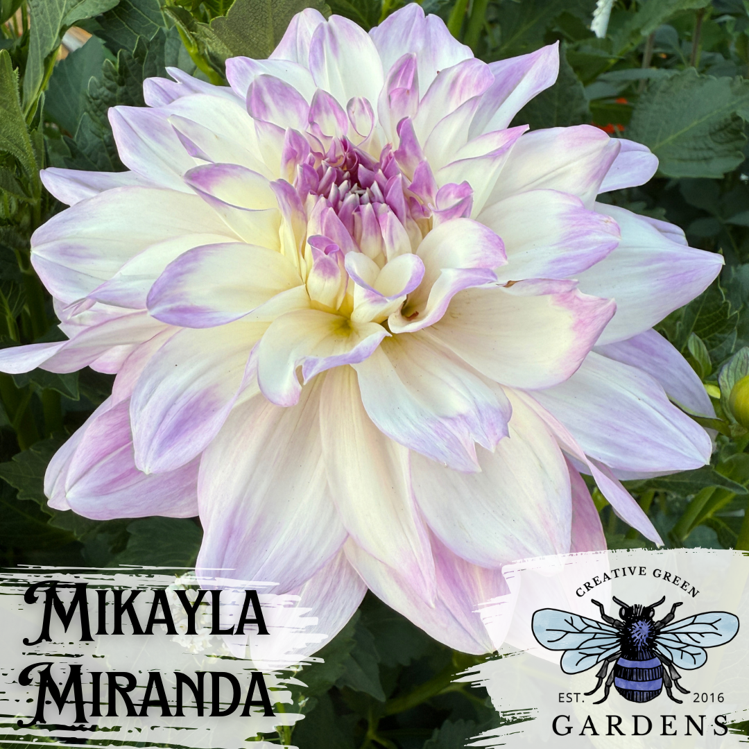 Mikayla Miranda informal decorative dahlia with white and lavender colored petals from Creative Green Gardens