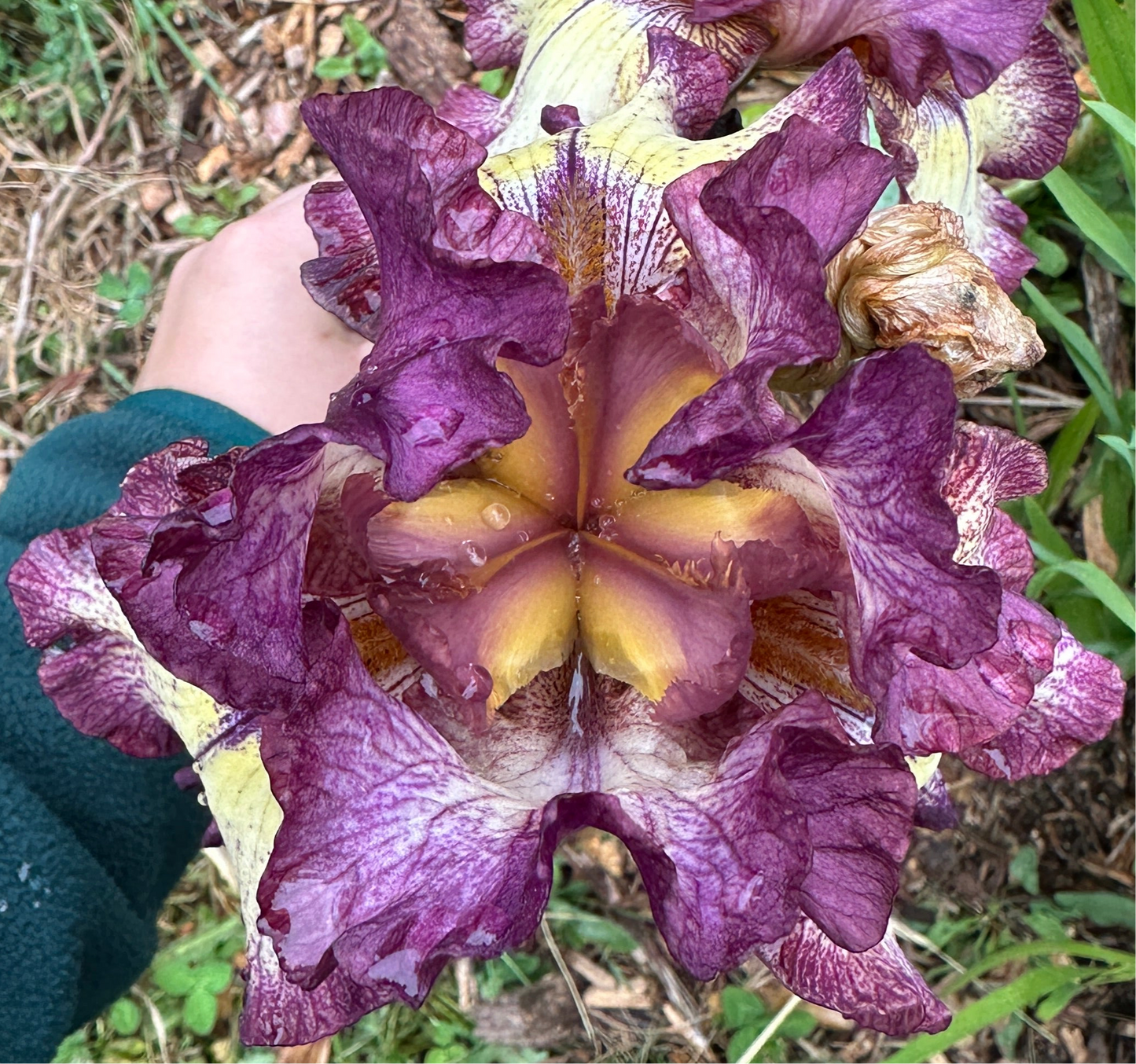 Top view of Innocent Star Iris growing at Creative Green Gardens in Poulsbo, WA