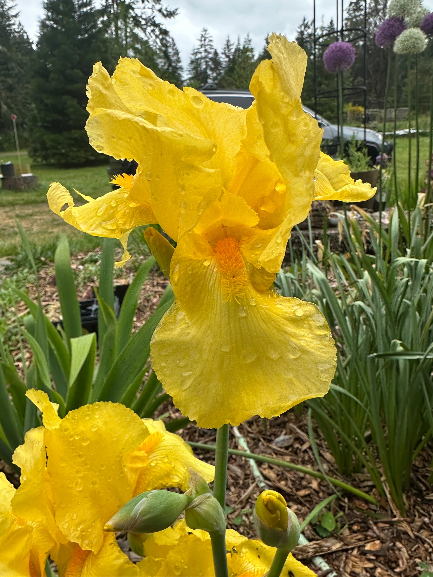Yellow bearded iris germanica growing at Creative Green Gardens in Poulsbo, WA