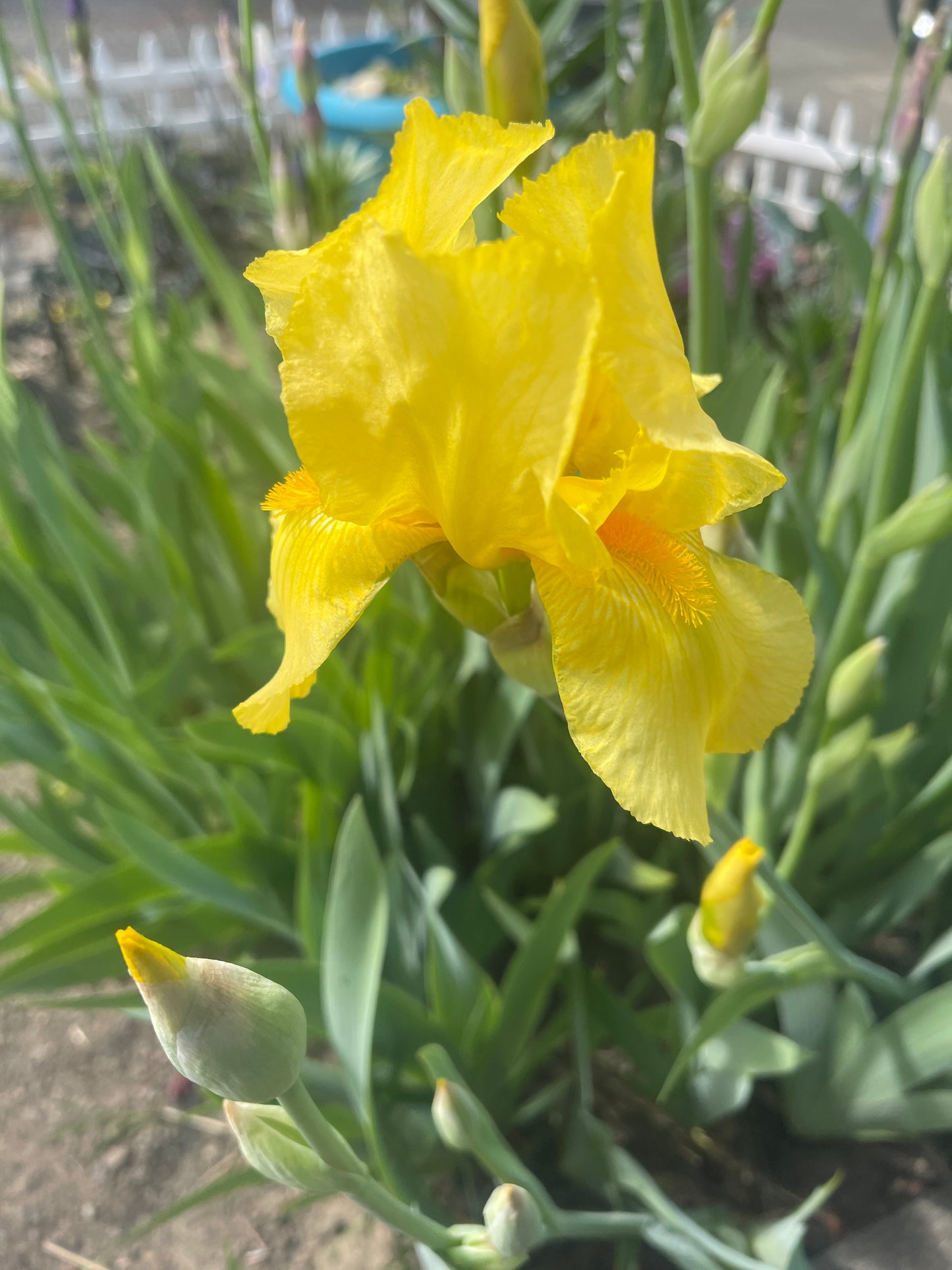 Yellow bearded iris germanica growing