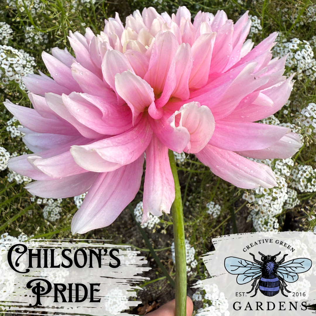 Side profile view of Chilson’s Pride informal decorative dahlia
