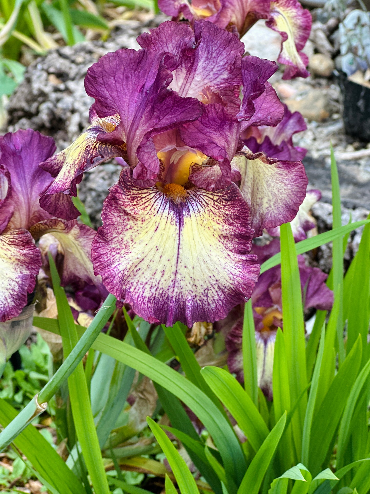 Innocent Star tall bearded reblooming Iris growing at Creative Green Gardens in Poulsbo, WA