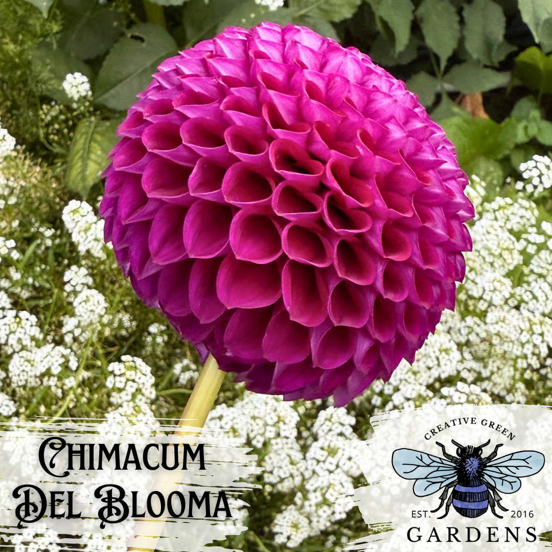 Side profile of a purple Chimacum Del Blooma mini ball dahlia flower
