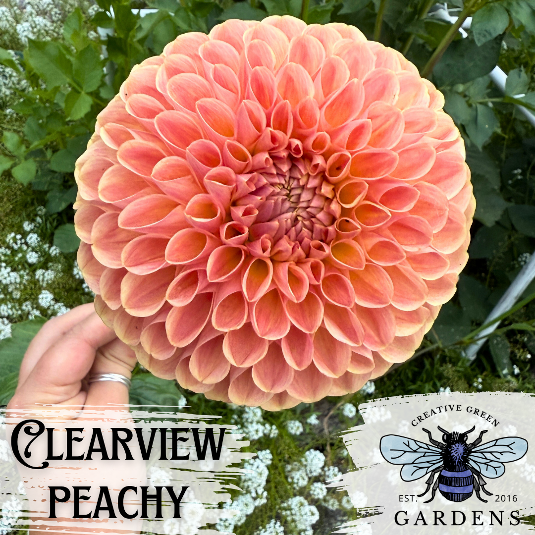 Clearview Peachy ball dahlia from Creative Green Gardens