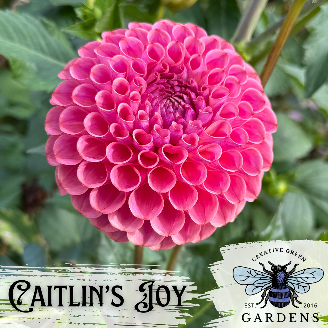 Caitlin's Joy Dahlia, a warm pinky-mauve ball shaped dahlias flower from Creative Green Gardens