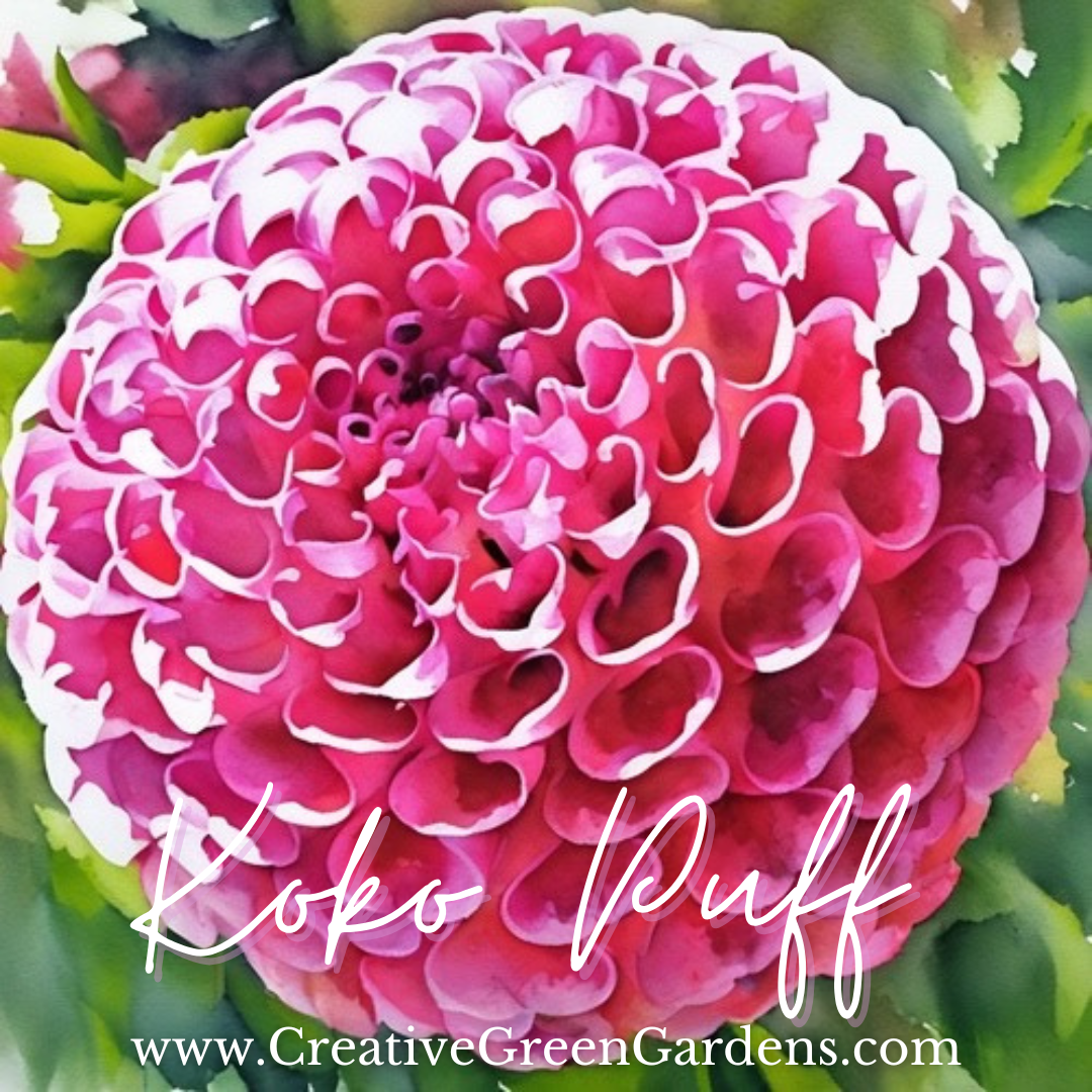 Koko Puff Dahlia Tuber