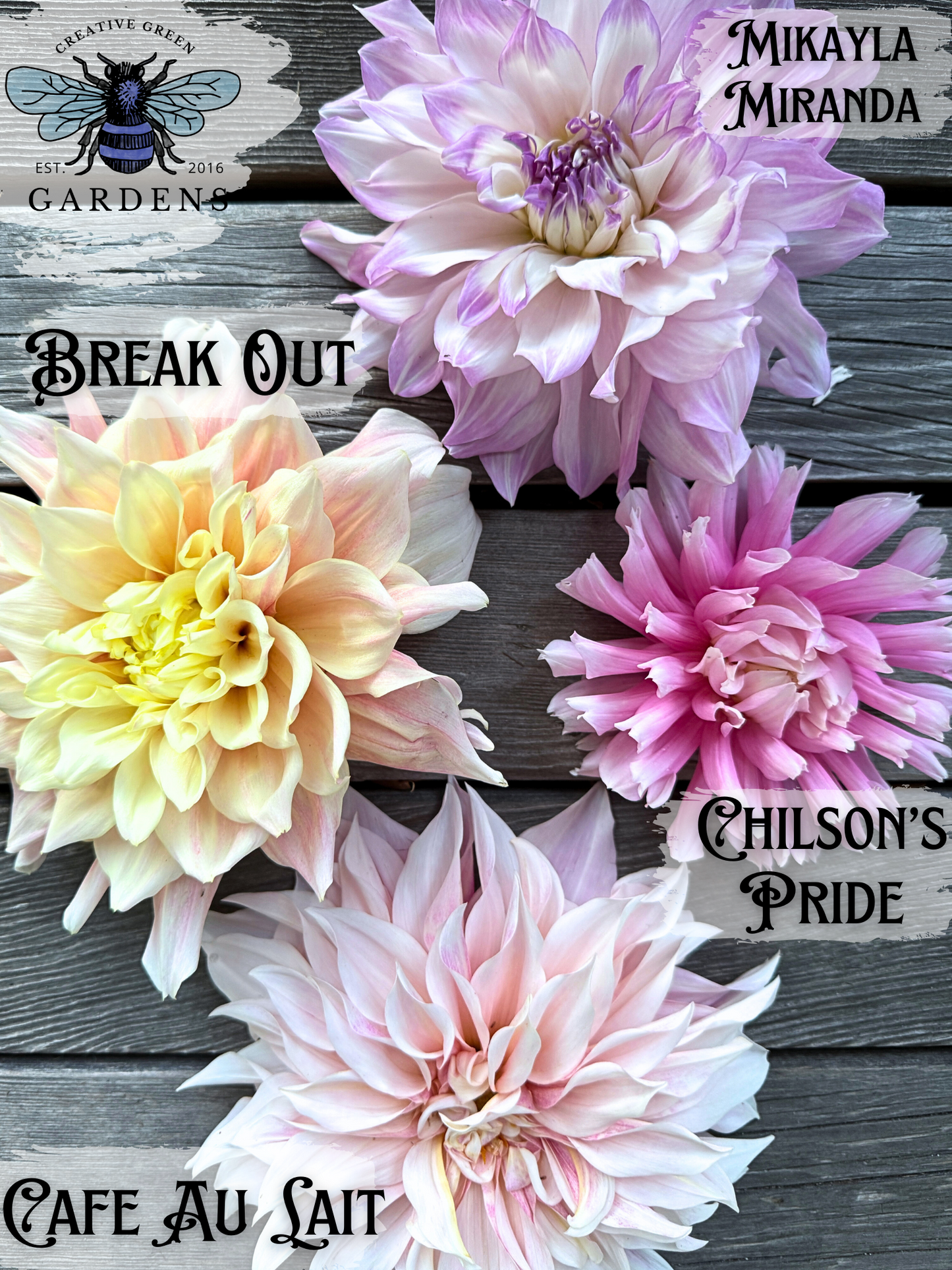 Fluffy Light colored dahlia comparison- Mikayla Miranda vs Chilson’s Pride vs Cafe Au Lait vs Break Out
