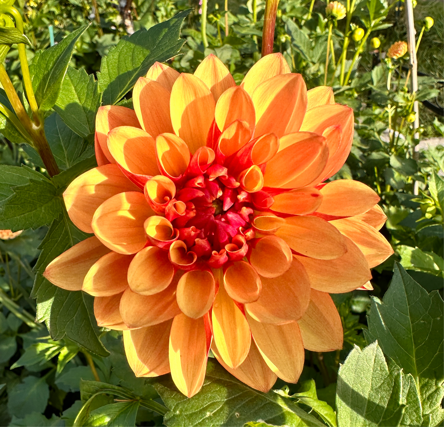 Top down view of a Crazy Legs dahlia blossom from Creative Green Gardens