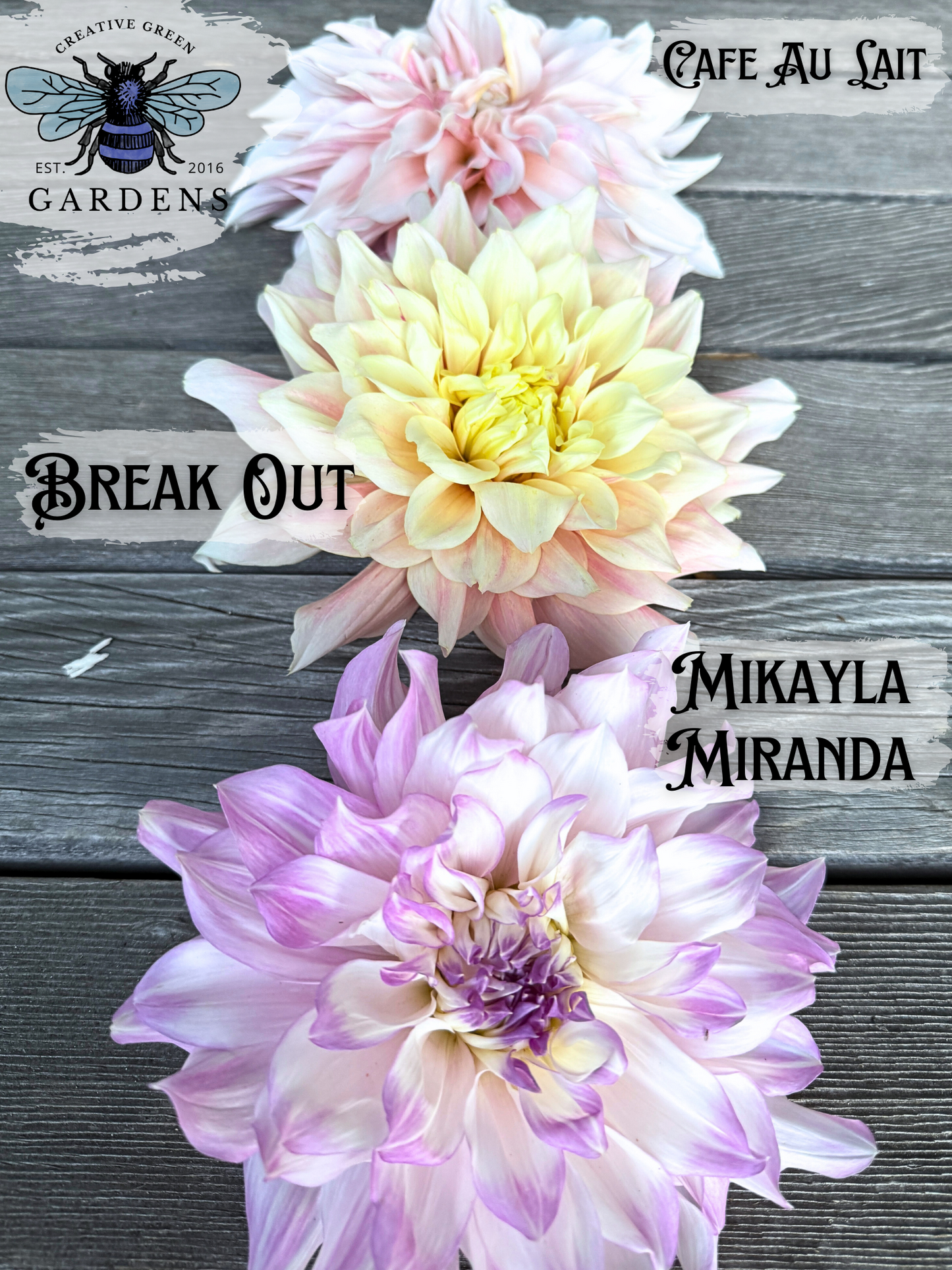 Big fluffy dahlia comparison - Cafe Au Lait vs Break Out vs Mikayla Miranda