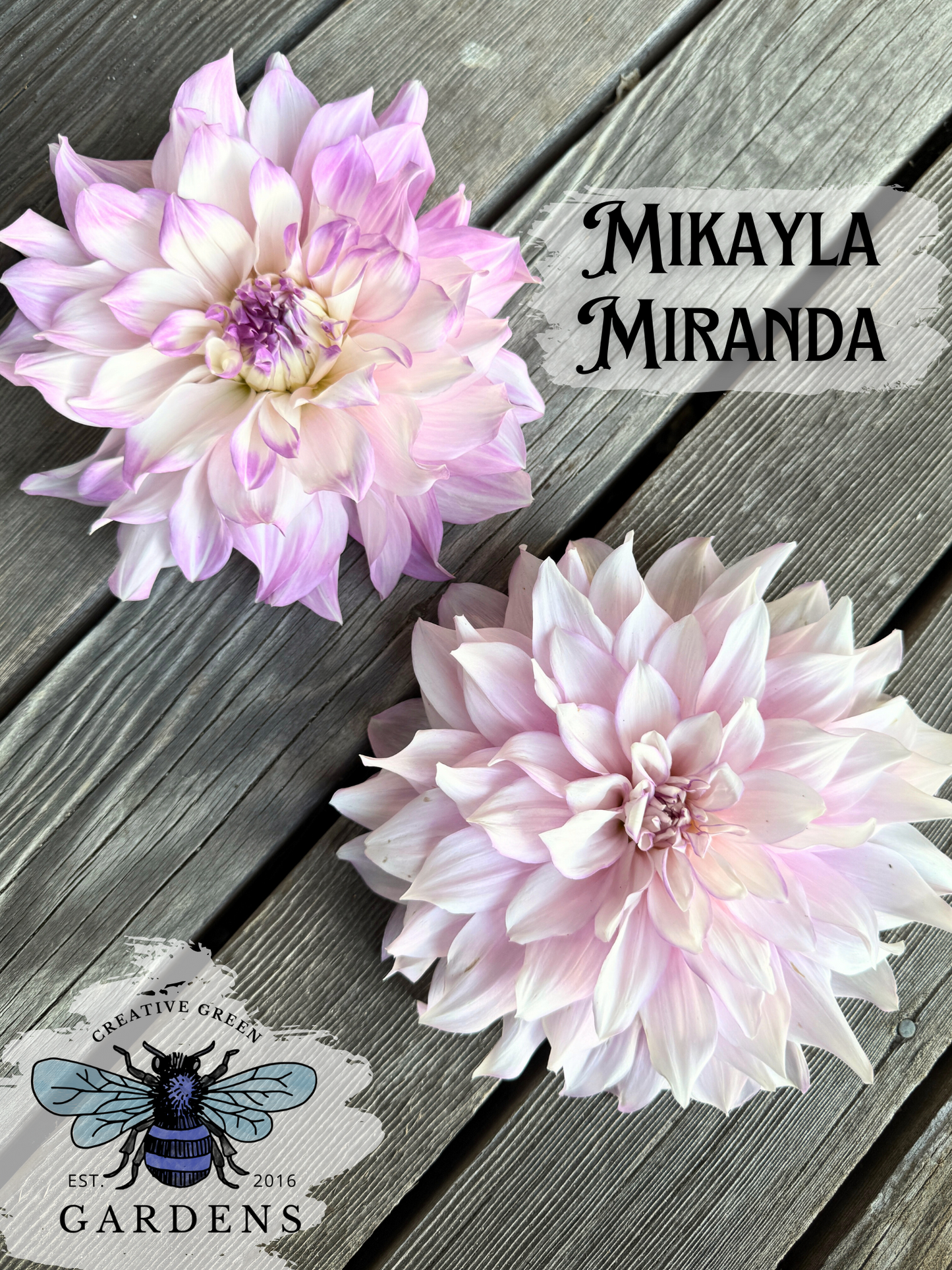 Different colors of Mikayla Miranda Dahlia flowers from Creative Green Gardens