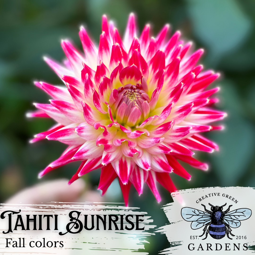 Tahiti Sunrise dahlia flower fall colors