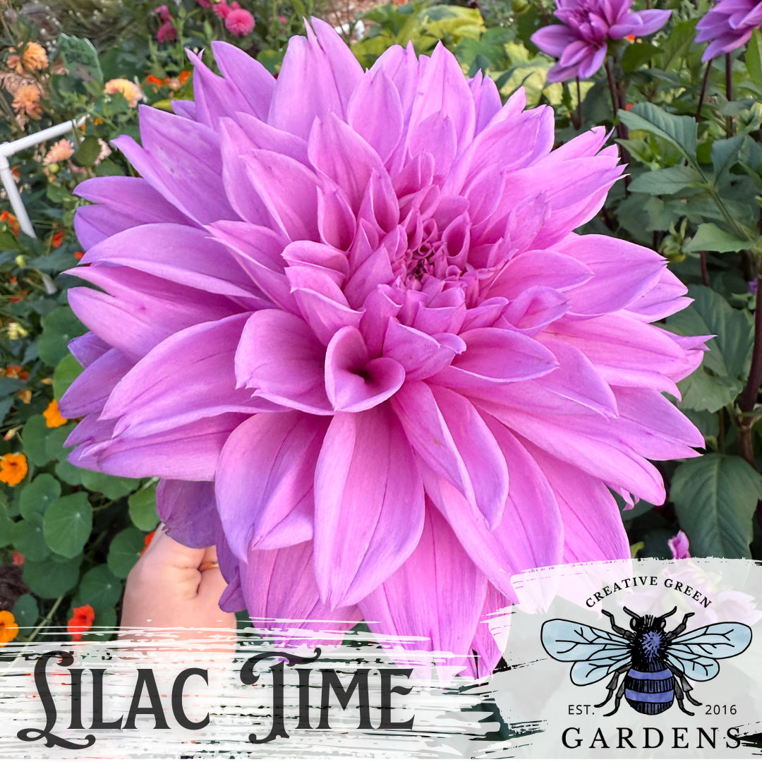 Lilac Time dinnerplate dahlia flower from Creative Green Gardens