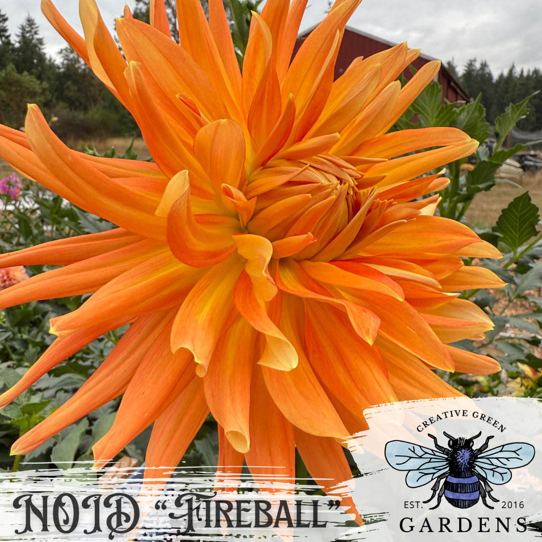 Bright orange and yellow semi-cactus dahlia labeled “NOID Fireball” whose true identity is unknown.