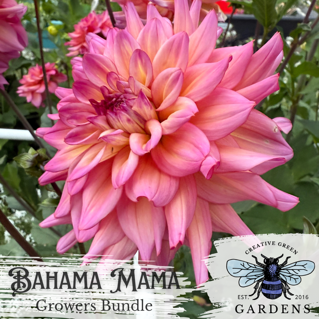 Bahama Mama informal decorative dahlia from Creative Green Gardens in Poulsbo, WA