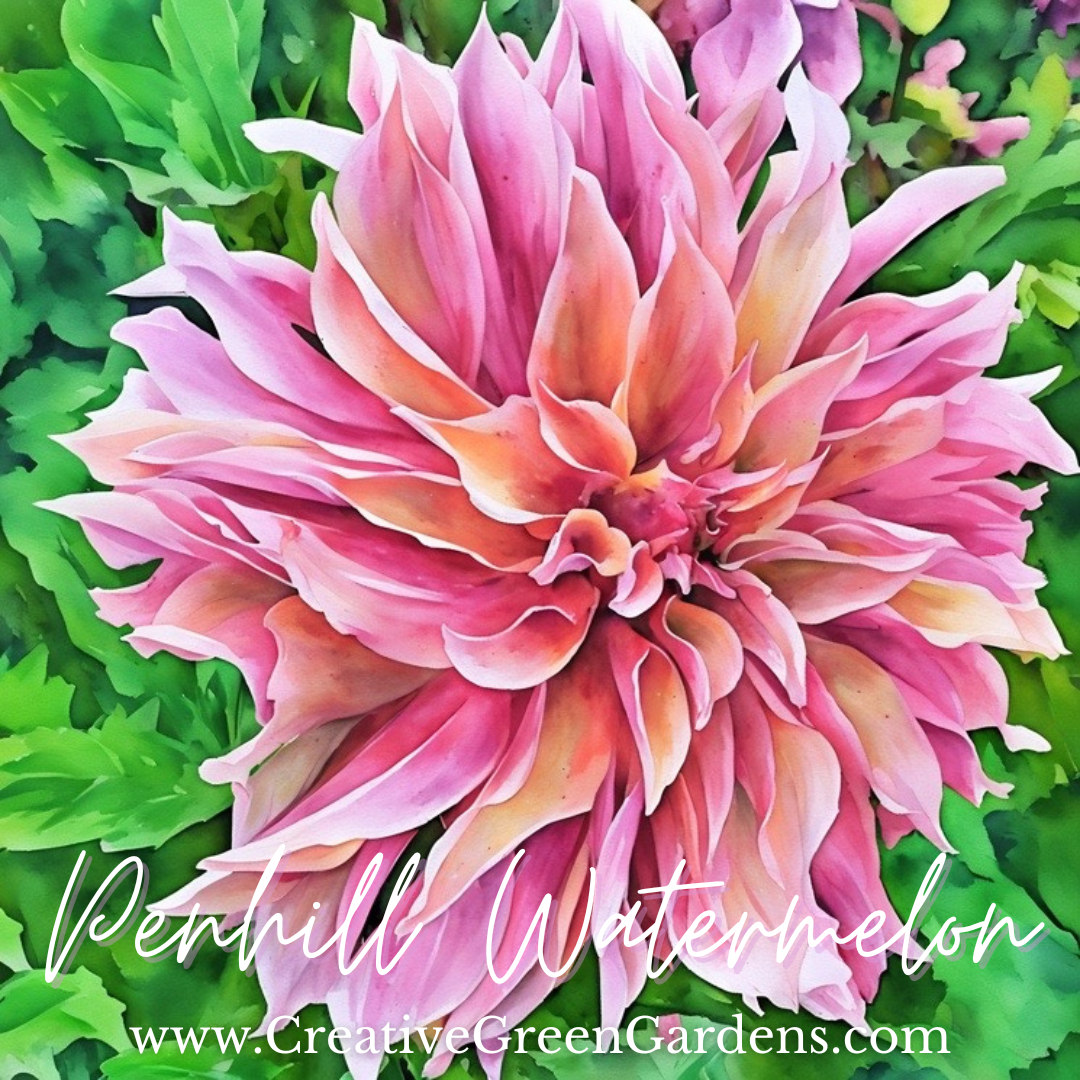 Penhill Watermelon Dahlia Tuber