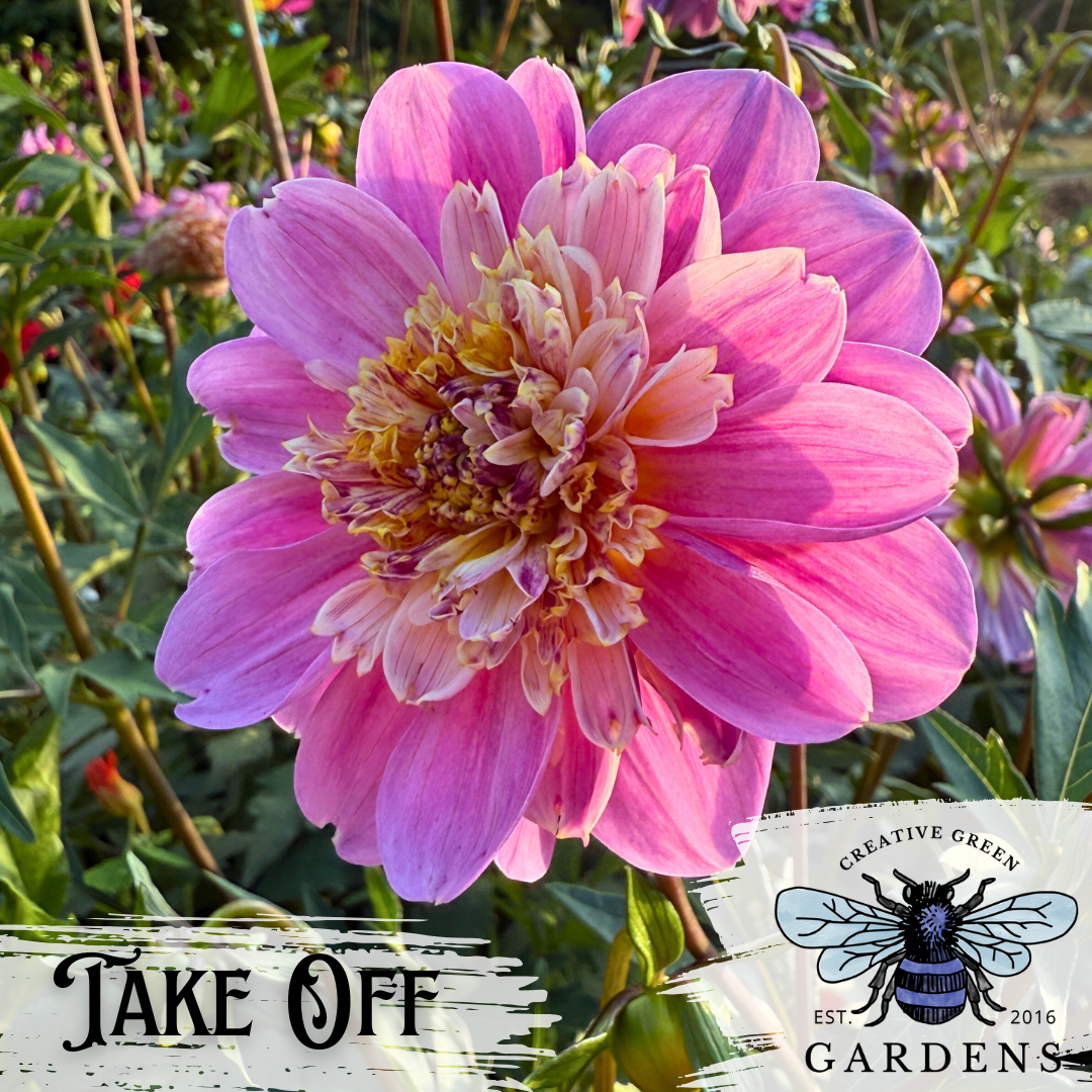 Take Off Dahlia Tuber