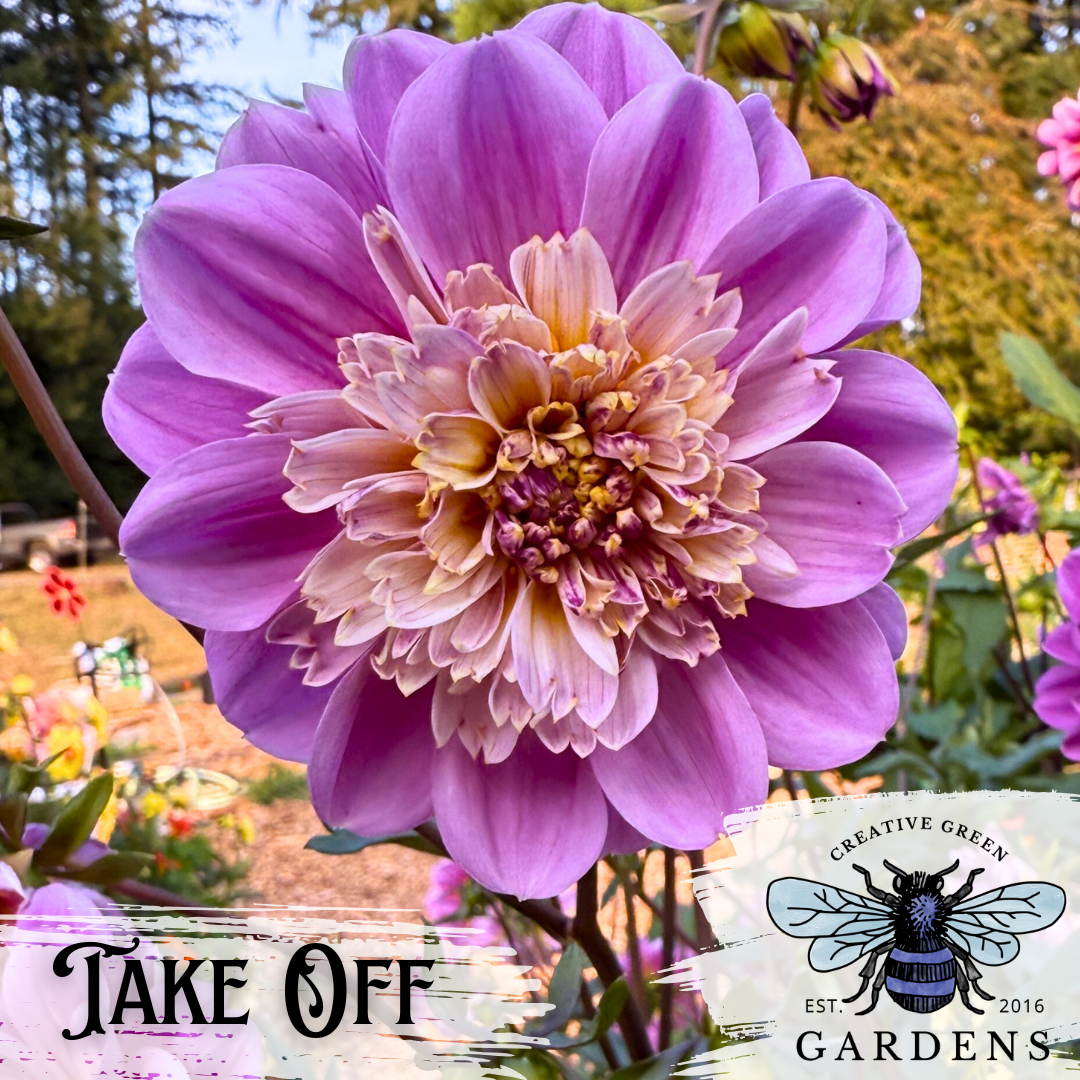 Take Off Dahlia Tuber