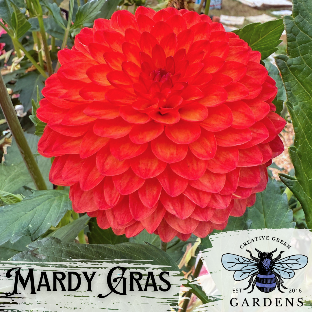 Mardy Gras bright orange formal decorative dahlia
