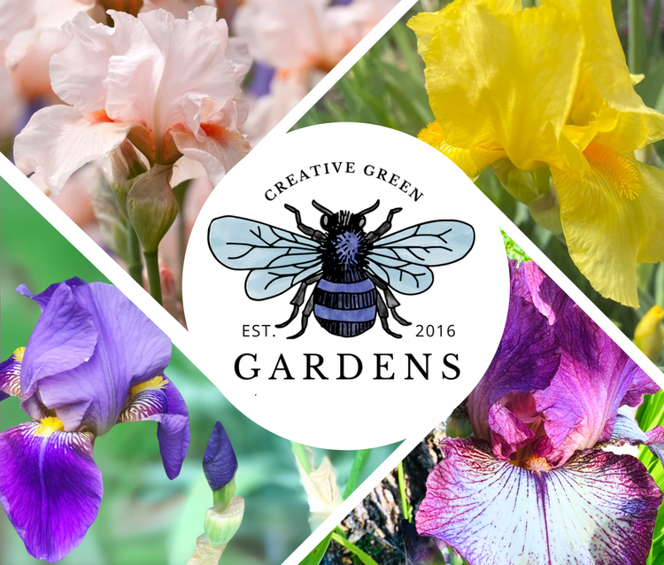 Iris Rhizome Preorders