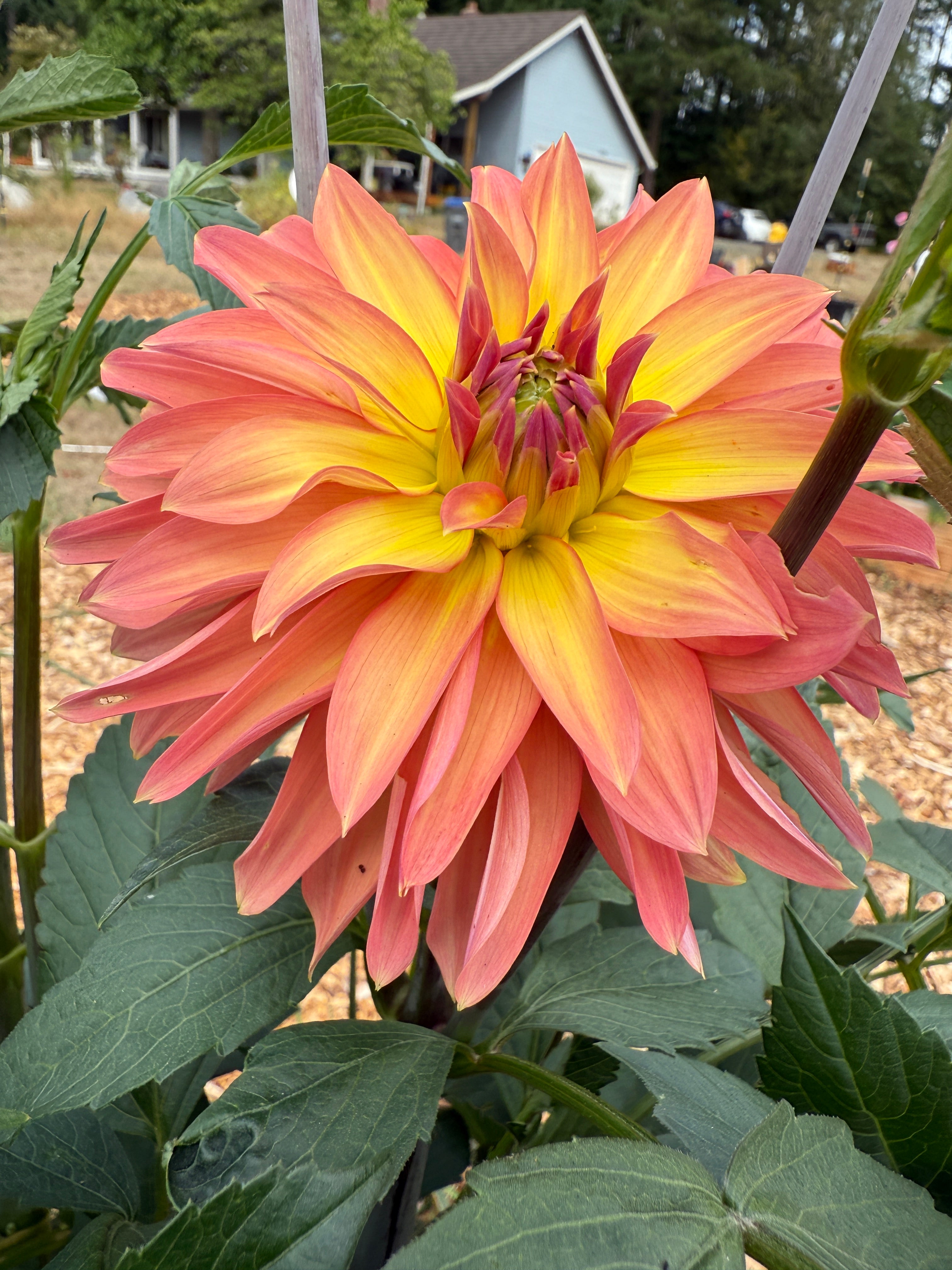 Dahlia Seeds