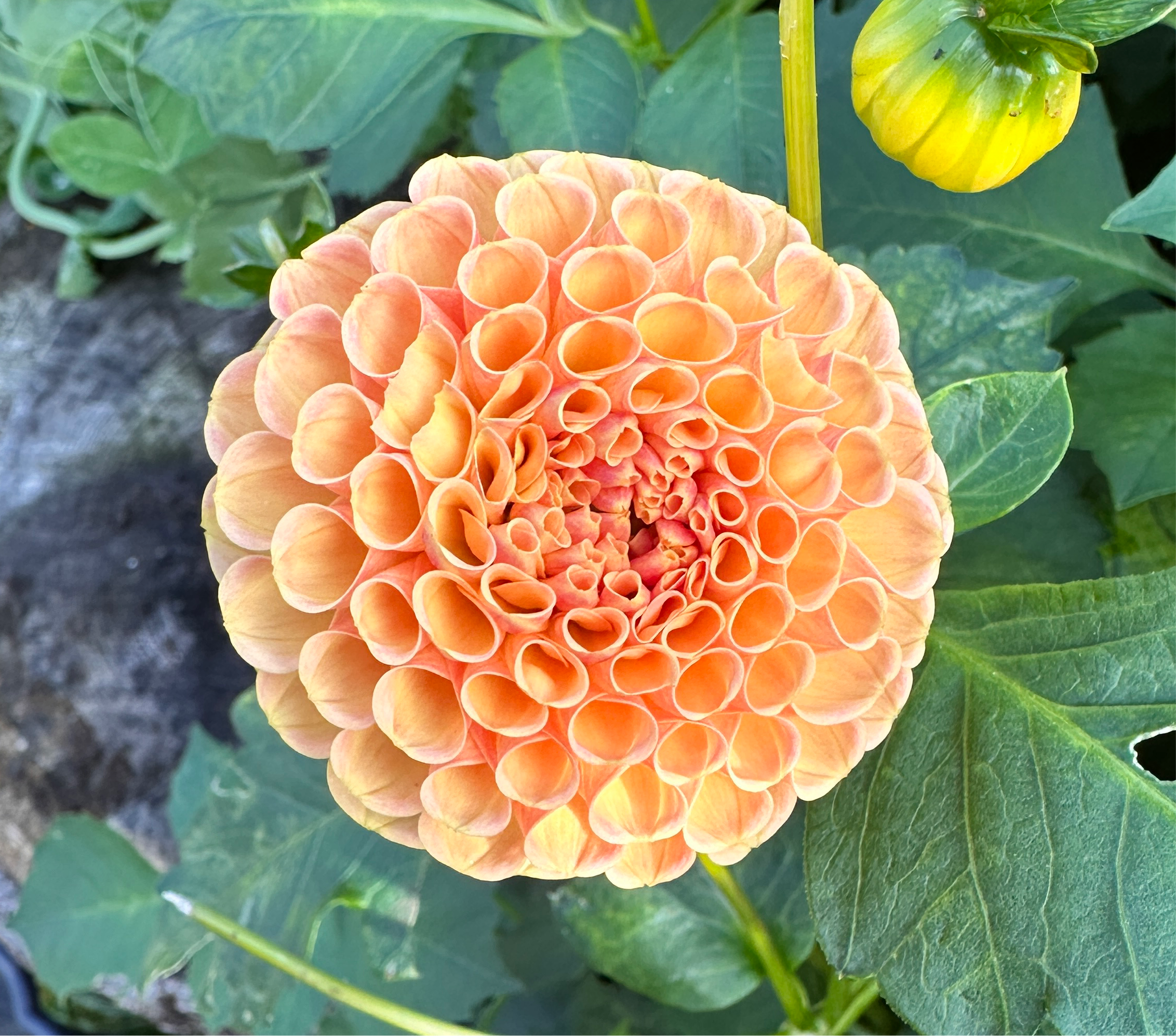 Amber Queen Dahlia tubers in Kitsap County
