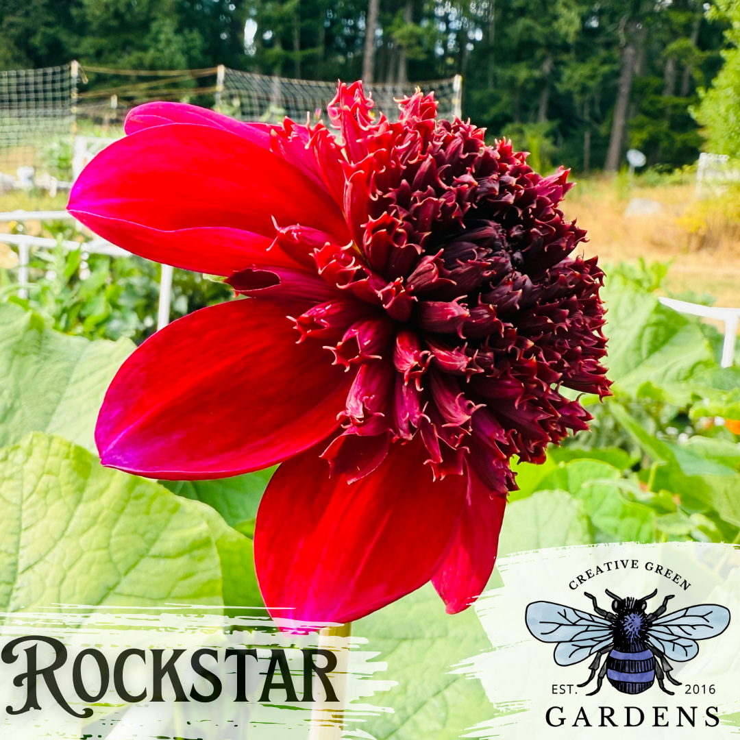 Rock Star Dahlia Tuber