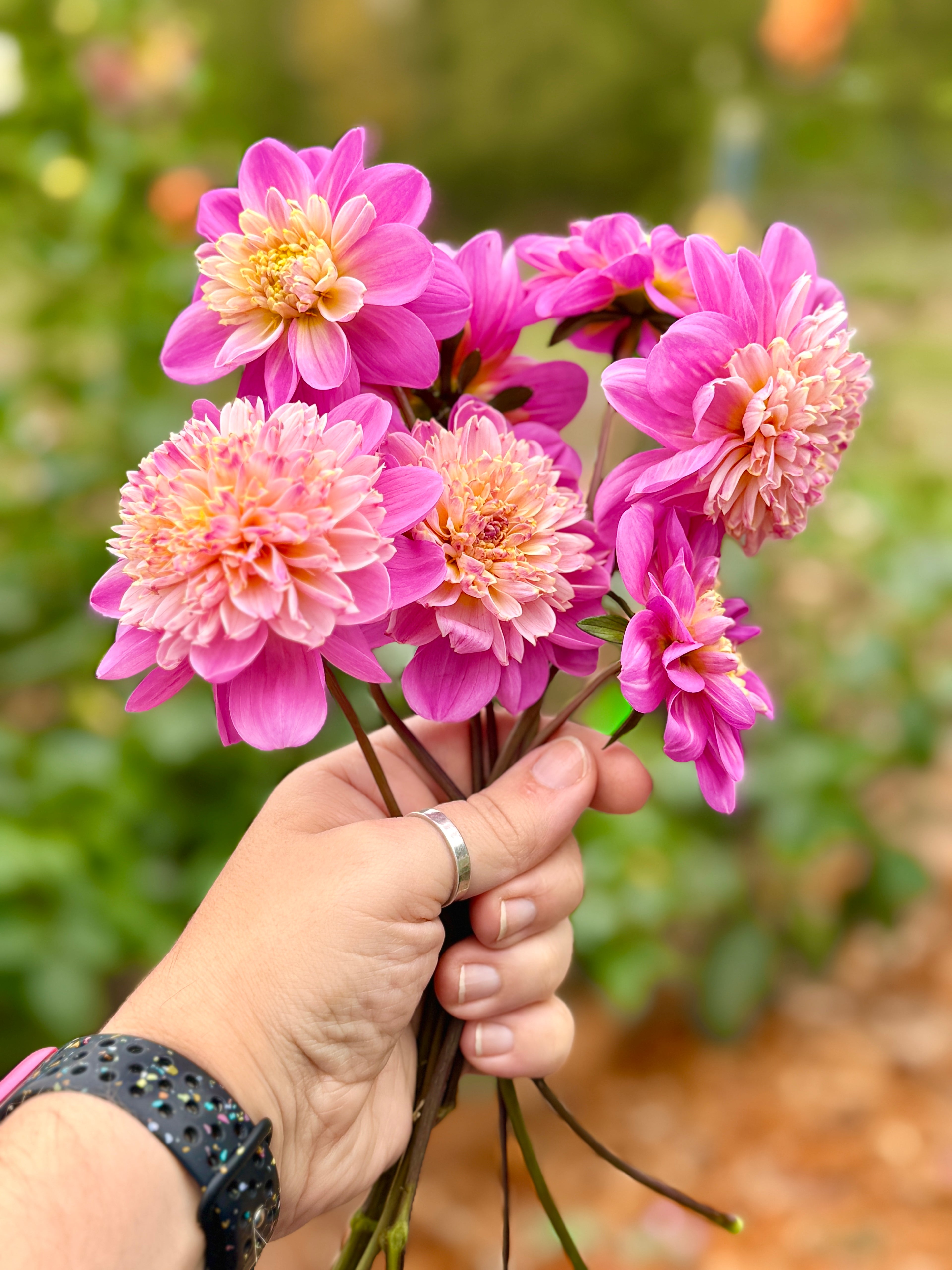 A small bouquet of Take Off Dahlias flowers being held up in front of the beds at Creative Green Gardens in Poulsbo, WA