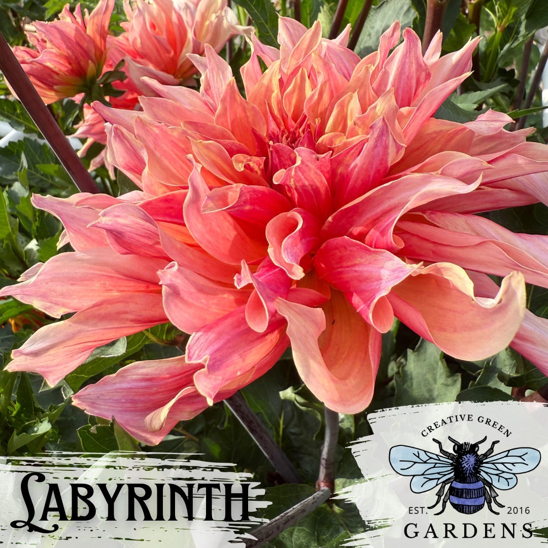 Side view of Labyrinth Orange and pink informal decorate dahlia from Creative Green Gardens in Poulsbo, WA