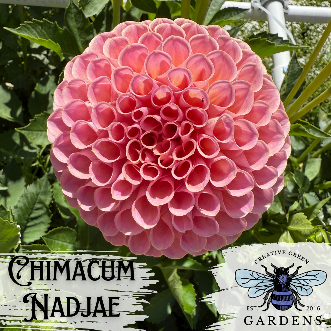 Chimacum Nadjae pink ball dahlia from Creative Green Gardens