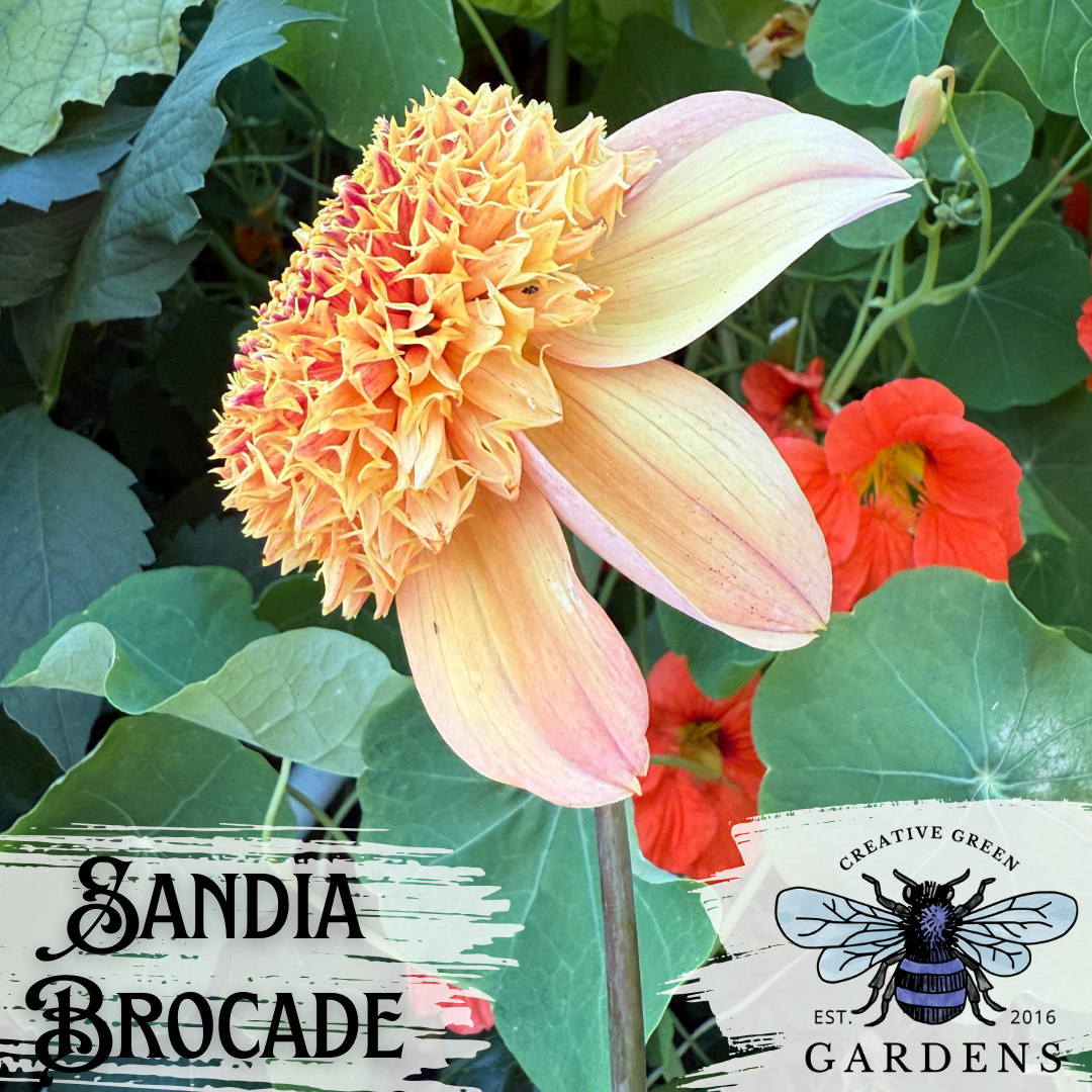 Sandia Brocade Dahlia Tuber