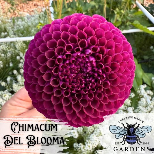 Chimicum Del Blooma purple ball dahlia flower from Creative Green Gardens