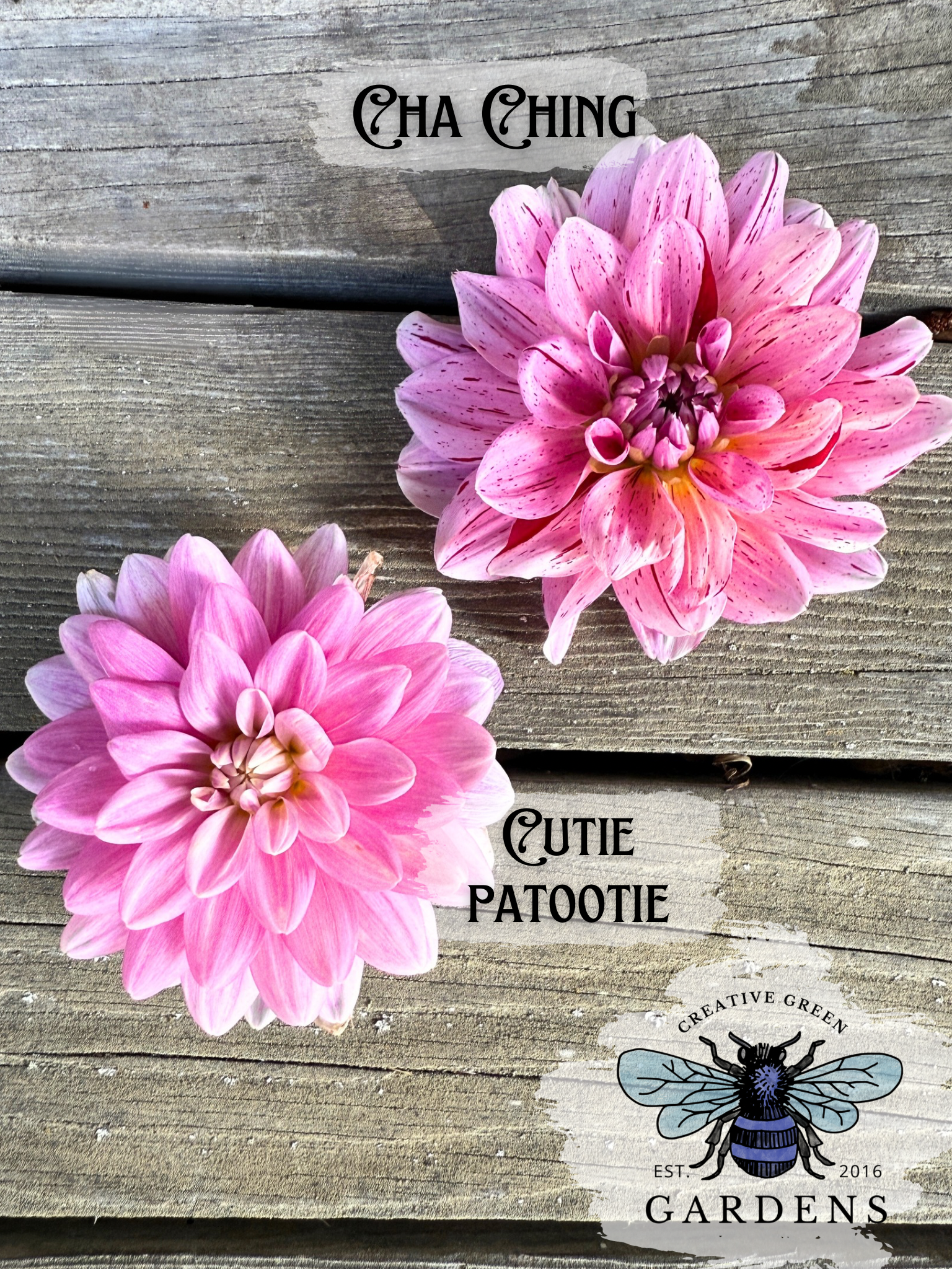 What is the difference between Cha Ching and Cutie Patootie dahlias - a comparison of pink waterlily dahlias from Creative Green Gardens