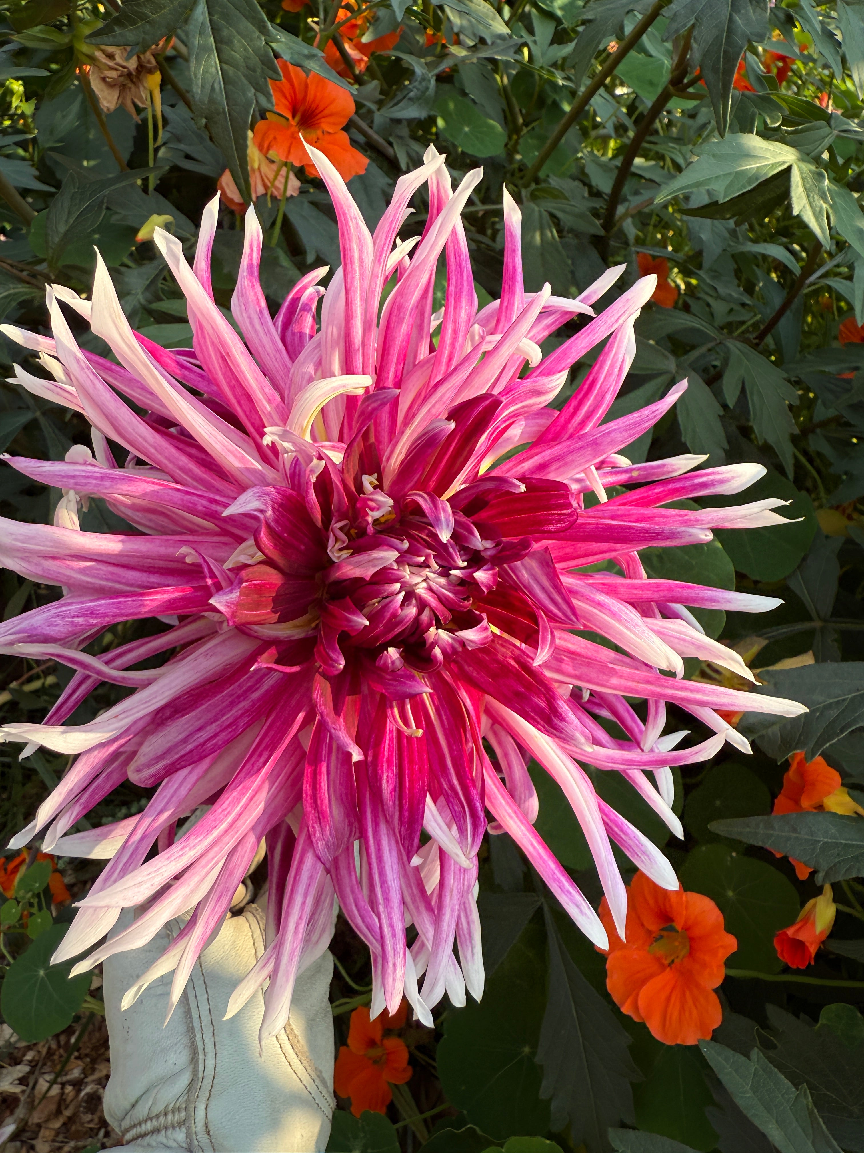 NOID "Mystery 11" Dahlia Tuber