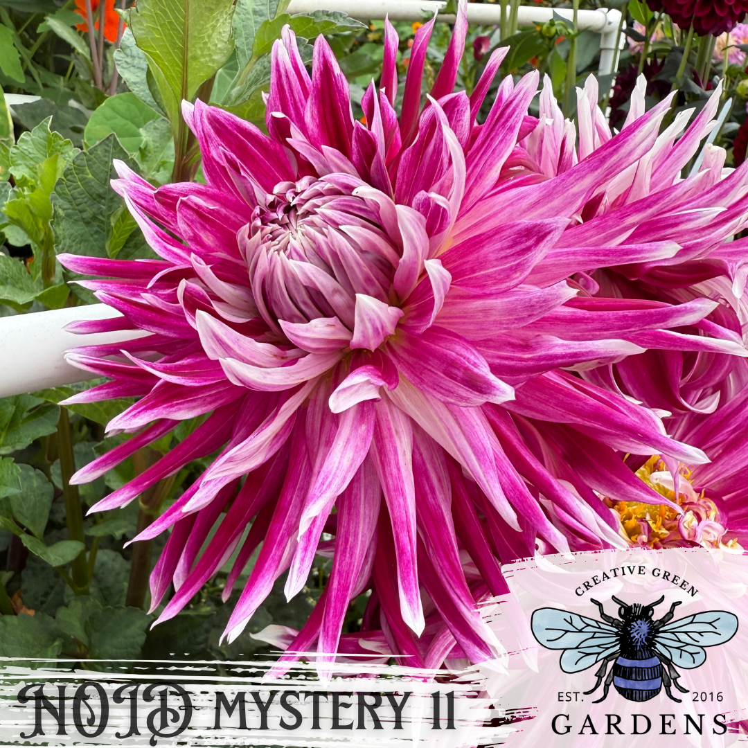 NOID "Mystery 11" Dahlia Tuber